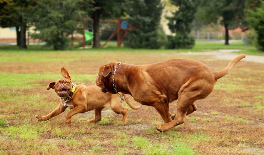 The Importance of Essential Vaccinations for American Leopard Hounds: A Comprehensive Guide