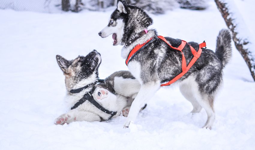 Optimal Food Choices for American Eskimo Dogs at Every Life Stage: A Guide to Age-Appropriate Nutrition